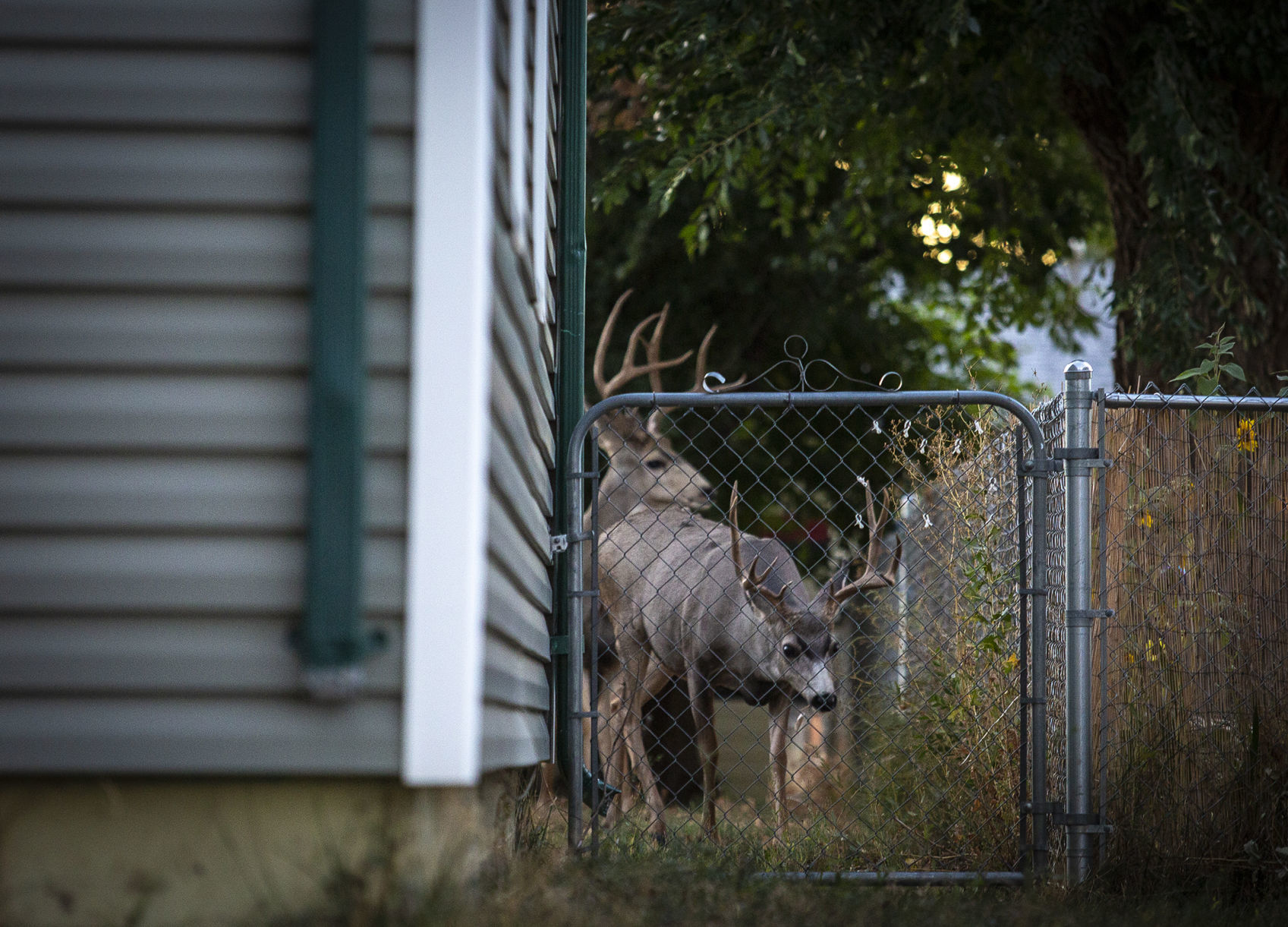 You have to shoo the deer out of your flower bed